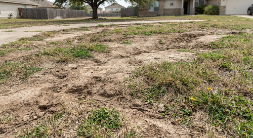 Dull compacted clay lawn with severe soil erosion bare patches and irregular clumps of wild grass