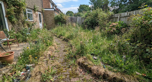 Overgrown unkempt residential yard with knee-high weeds